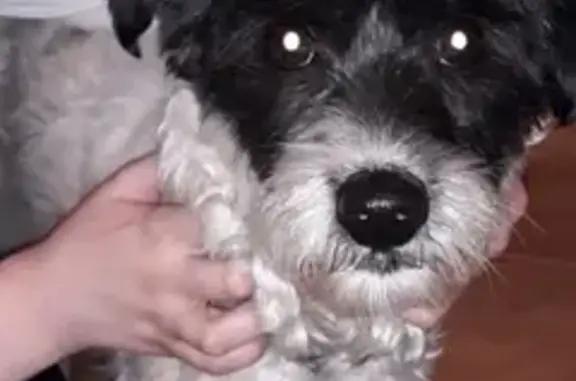 Найдена собака в Серпухове, ищет новый дом