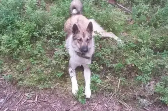 Пропала собака в Коряжме, Россия
