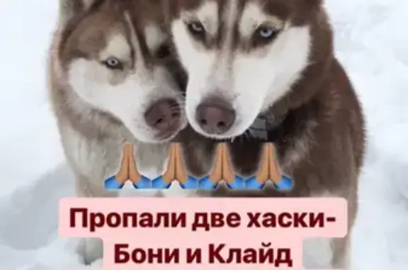 Пропали две собаки на Одесской улице