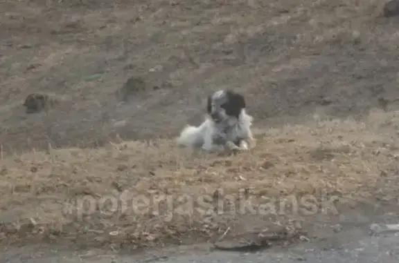 Найдена собака на трассе Новосибирск-Колывань