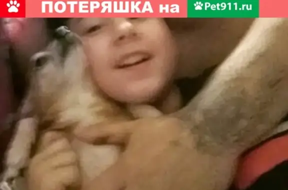 Пропала собака Люся в Казани, 2-й юго-западной район.