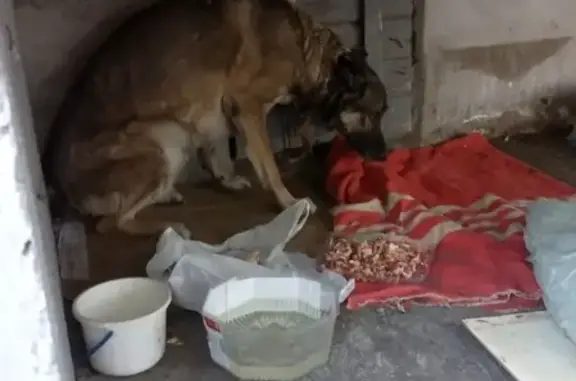 Собака найдена в Железногорске, в районе Ленинградского, ищем хозяина
