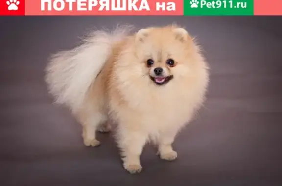 Пропала собака на бульваре Гагарина, Брянск, с клеймом на животе