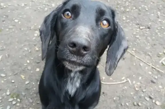 Собаки потеряшки, Москва, фото: Потеряшка собака Аврора в Москве