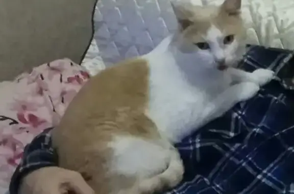 Кошки потеряшки, Панфилово, фото: Потеряшка кошка Барсик в селе Панфилово, Владимирская область