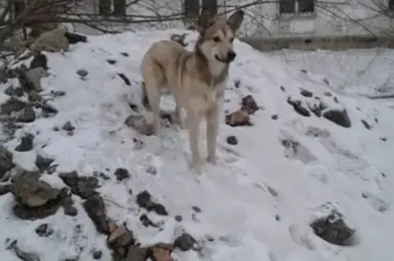 Пропала собака на улице Толстого, 67А в Красноярске