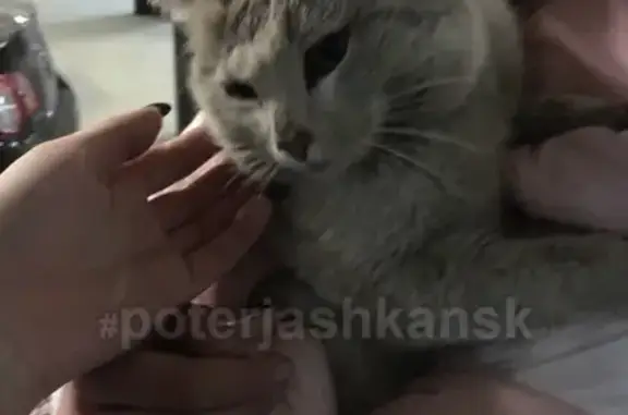 Найдена кошка на парковке ЖК Астра, Новосибирск