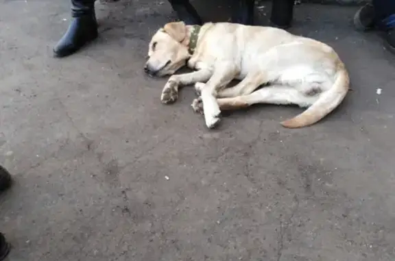 Найдена собака в Луховке, Республика Мордовия