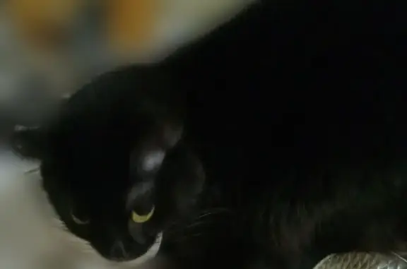 Пропала кошка на ул. Мира 56, цвет шерсти черный, кличка Буся
