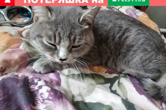 Найдена травмированная кошка на ул. Маяковского, Пионерский