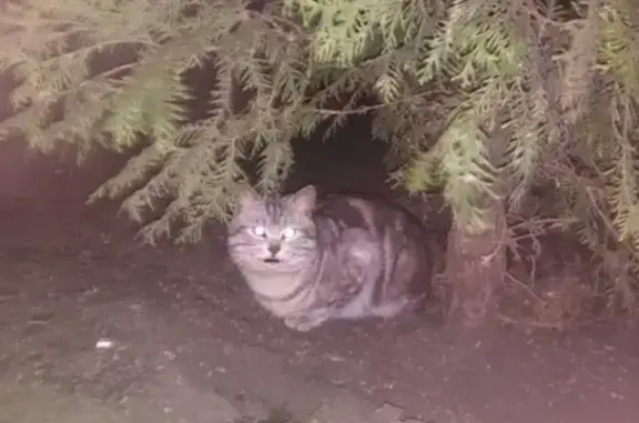 Пропала кошка в Бутово-Парке, дом 6