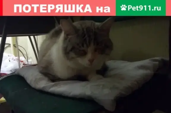 Найден домашний кот в Черниковке, Уфа