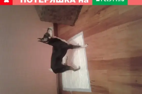 Найдена собака той терьер возле дома Агалакова, Челябинск