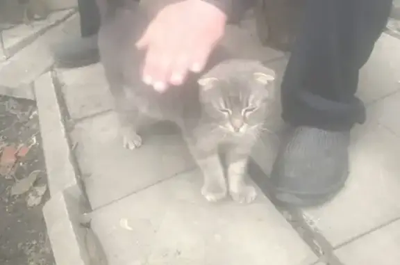 Найдена серая Шотландская вислоухая кошка в Воронеже