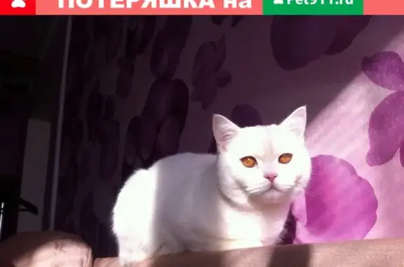 Пропала кошка в Образцово, Орловская обл.