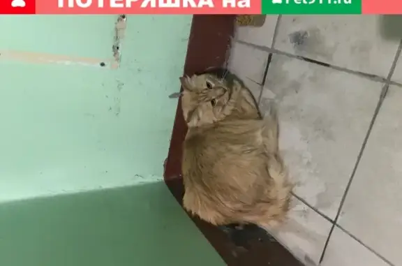 Найдена кошка на Будапештской, 36к1