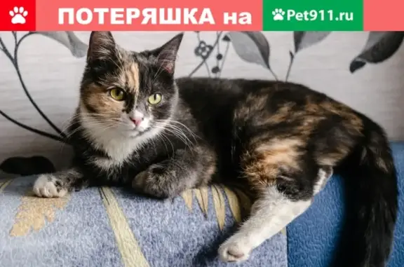 Найдена трехцветная кошка на ул. Савушкина