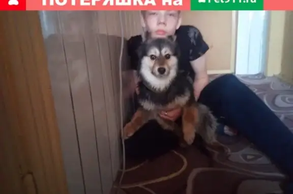 Пропала собака Найда в Ново Мишутинском, помогите найти!