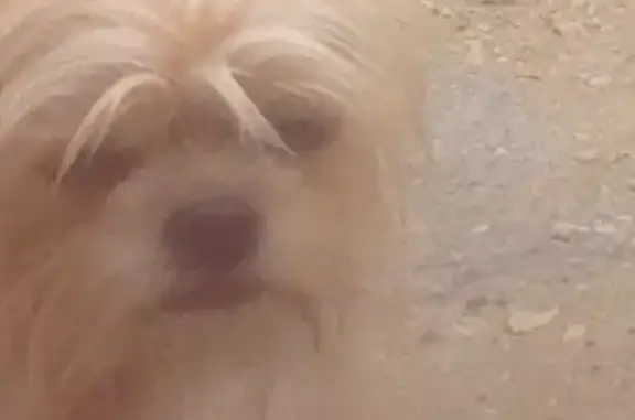 Пропала собака Боня в Марксе, Саратовская область