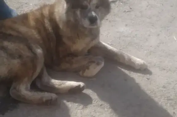 Найдена собака в Первоуральске, ищут хозяев.
