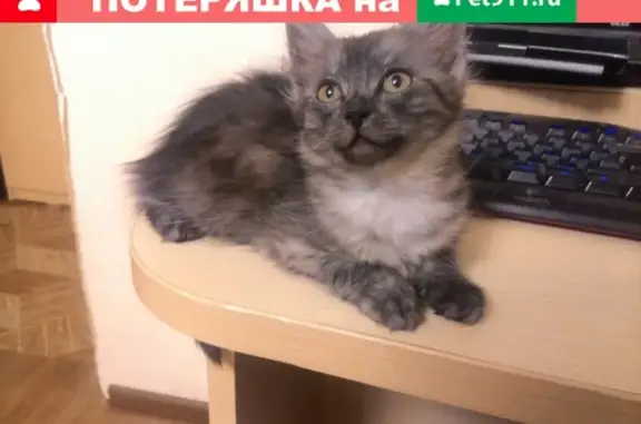 Пропала кошка на улице Космонавтов