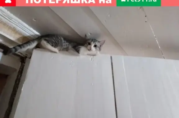 Пропала кошка на улице Пролетарской, Октябрьский район