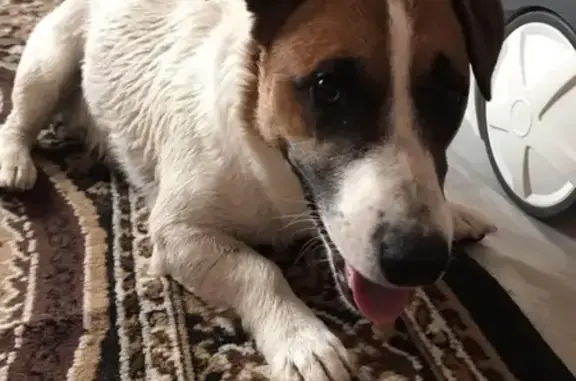 Найдена собака в Патрушах, отдадим хозяину