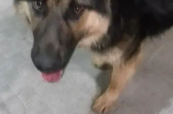 Найдена собака в Новом Аракчино, Казань