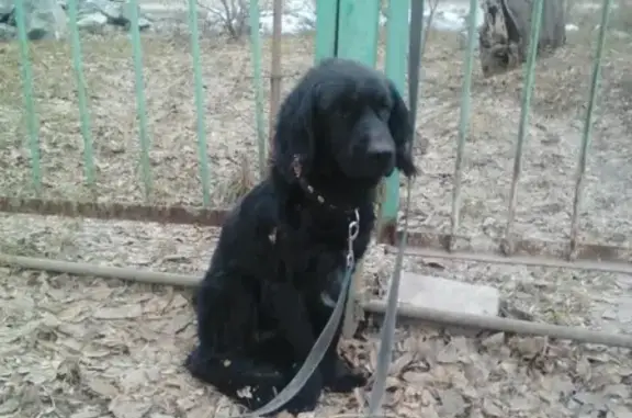Потерянная собака на привязи во дворе дома 15 в Ачинске