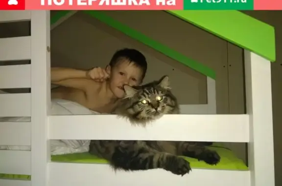 Пропала кошка без хвостика в Чеминском Жилмассиве, помогите!