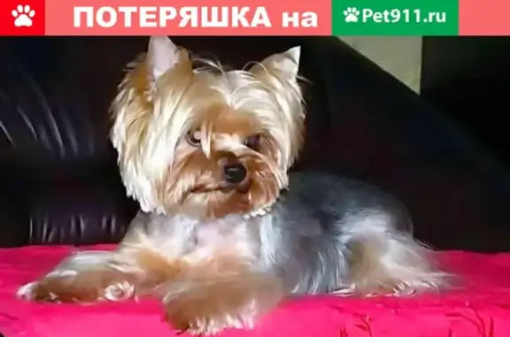 Пропала собака йоркширского терьера в Комсомольске-на-Амуре