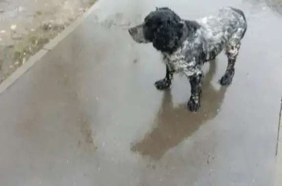 Найдена собака на улице Ракова, Серпухов