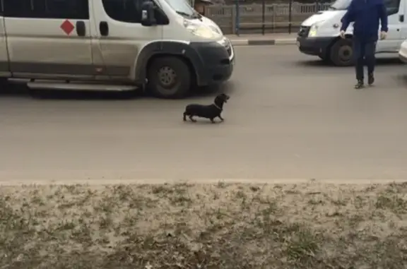 Найдена собака в Бежице, Брянск - тел. Наталья.