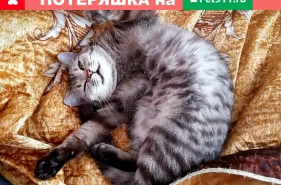 Пропала кошка Молли в Саяногорске