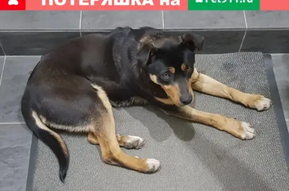 Найден ласковый пес без ошейника на улице Хользунова, ищу хозяина (Воронеж)
