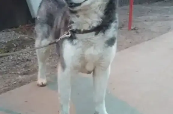 Найдена собака в Румянцево