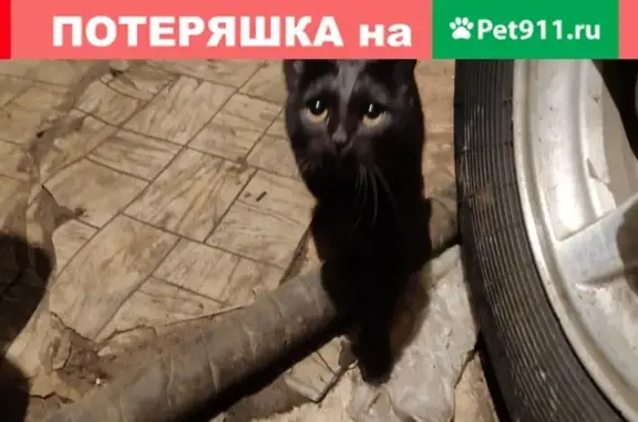 Найдена кошка на Белом яру в Сургуте