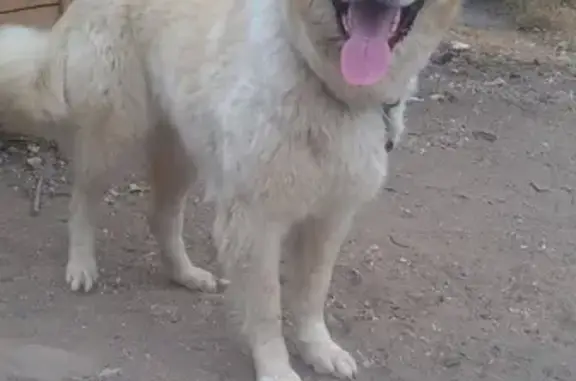 Пропала собака в Казачьем, Астрахань