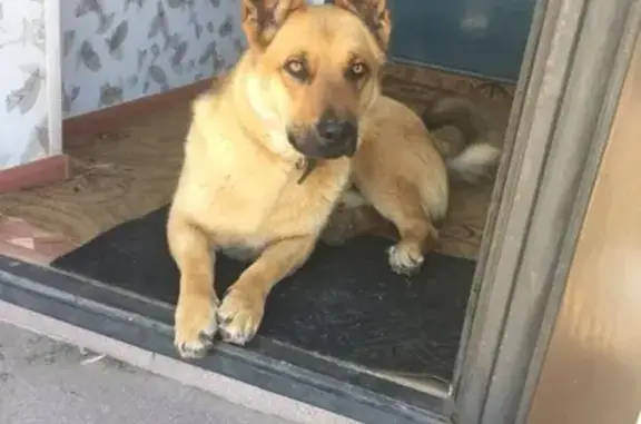 Пропала собака в Камышине, Волгоградская область