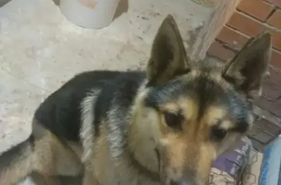 Найдена собака в Гатчинском районе, ищем хозяина!