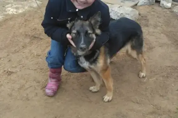 Пропала собака на Зеленом посёлке: немецкая овчарка Берта, 1,5 года. РОЗЫСК!