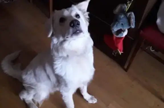 Найдена собака в Москве - помогите найти дом!