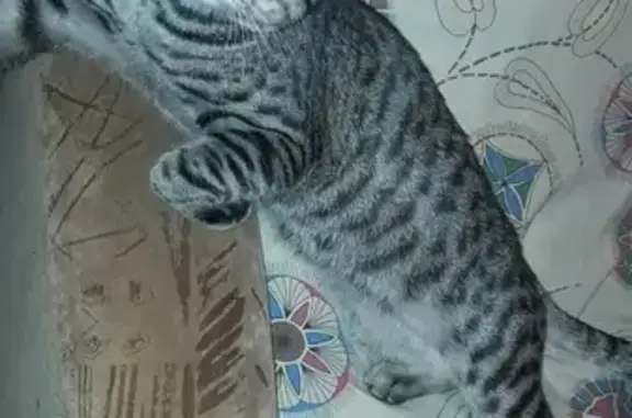 Кошки потеряшки, Набережные Челны, фото: Потеряшка кот в Набережных Челнах: 3 к-с п.Гэс.