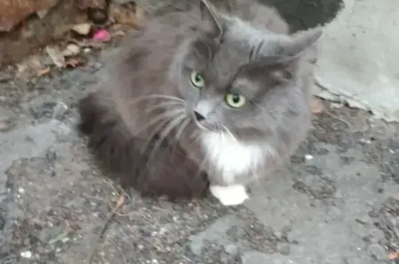 Найден серый пушистый кот/кошка (Пионерский, Екатеринбург)