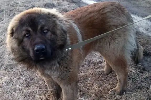 Найдена собака на Заводской улице, Екатеринбург (кобель, рыже-черный)