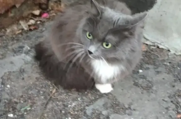 Найден серый кот (г. Екатеринбург, Пионерский)