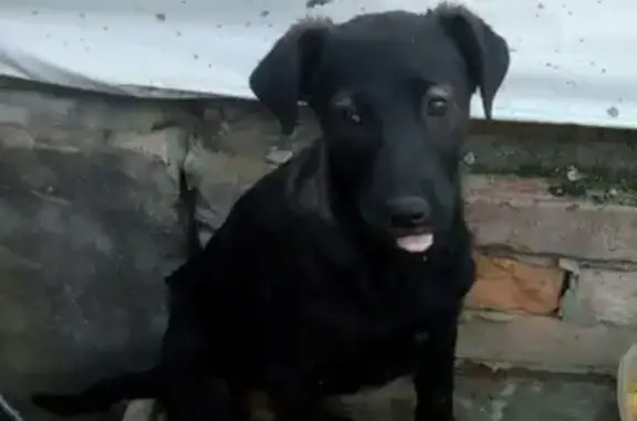 Пропала собака Тася на Заолешенке в Судже