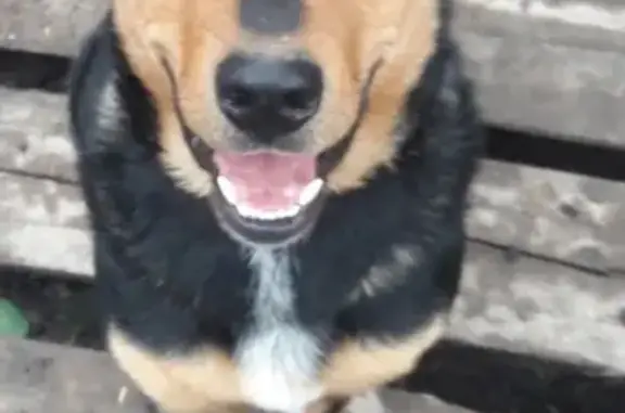 Собаки потеряшки, поселок Тартат, фото: Потеряшка собака в поселке Тартат, Красноярский край