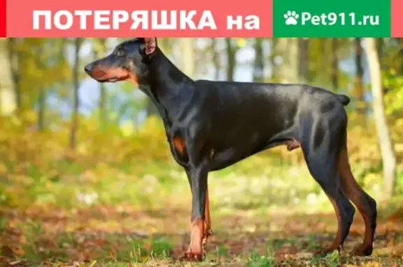 Найдена собака в Мурманске на ул. Чумбарова-Лучинского без сопровождения