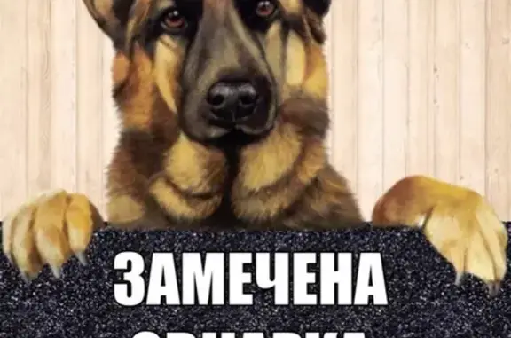 Найдена собака на Аткарской/Посадского в Саратове